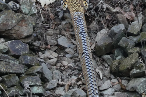 我國特有珍稀鳥類！現身漢中→